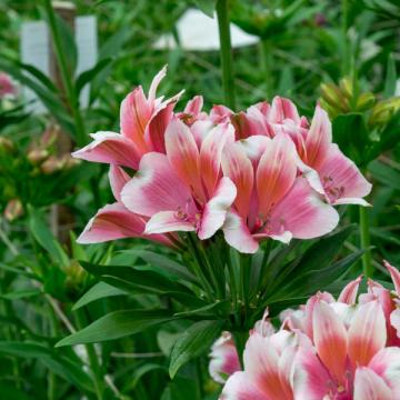 Overview Alstroemeria cutflower | Konst Alstroemeria