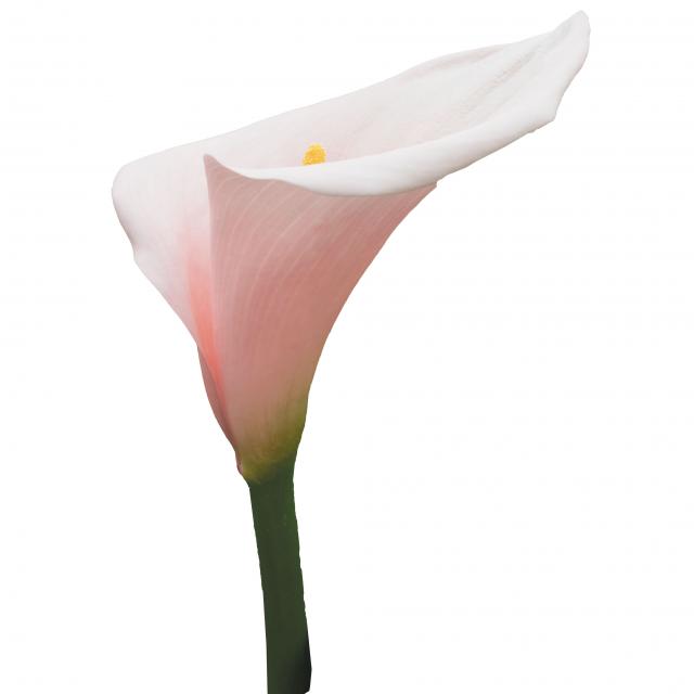 Zantedeschia aethiopica 'Pink Mist' (Calla Lily)