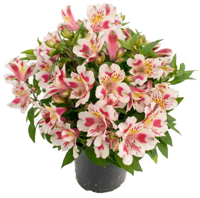 Overview Aethiopica | Konst Alstroemeria